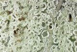 Polished Rainforest Jasper (Rhyolite) Slab - Australia #221915-1